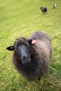 Sheep with a RFID transponder