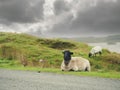 Sheep by a road in Connemara National Park, county Galway Ireland. Green field in the background. Selective focus