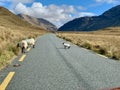 Sheep on the road Doolough Valley Mayo, Ireland