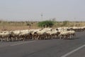 Sheep, road, rajasthan, pokaran, Royalty Free Stock Photo