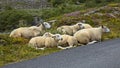 Sheep at the road on scenic route Gamle Strynefjellsvegen