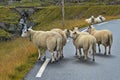 Sheep at the road on scenic route Ryfylke, Norway
