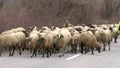 Sheep on a road Royalty Free Stock Photo