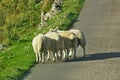 Sheep by the roadside