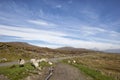 Sheep on roadside