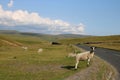 Sheep at roadside, Ribblehead, North Yorkshire