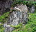 Sheep on a rock,Caithness,Scotland,UK Royalty Free Stock Photo