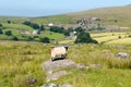 Sheep on rock Merrivale Dartmoor Devon Royalty Free Stock Photo