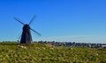 Sheep at Rottingdean Mill, East Sussex, UK