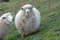 Sheep at Roys Peak track in winter, New Zealand