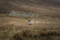 A sheep at the ruins of Deserted Village at Slievemore, Achill Island Ireland. Royalty Free Stock Photo