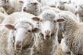 Sheep ruminate the day Royalty Free Stock Photo