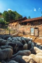 Sheep at run down farm Royalty Free Stock Photo