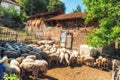 Sheep at run down farm Royalty Free Stock Photo