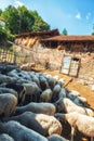 Sheep at run down farm Royalty Free Stock Photo