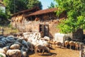 Sheep at run down farm Royalty Free Stock Photo