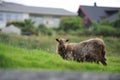 Sheep in Runavik Royalty Free Stock Photo