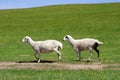 Sheep running Royalty Free Stock Photo