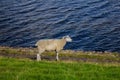 Sheep running on the beach Royalty Free Stock Photo