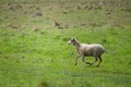 Sheep running fast on green grass of spring meadow Royalty Free Stock Photo