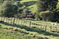 Hills, Meadows, and bush on a New Zealand Sheep Farm Royalty Free Stock Photo