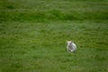 Baby sheep running on the green field of grass Royalty Free Stock Photo