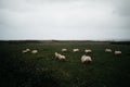 Sheep running on green grass across Irish countryside Royalty Free Stock Photo