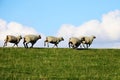 Sheep running on a green grass hill Royalty Free Stock Photo