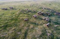 Sheep running on meadow, shoot from drone