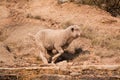 Sheep running over rocky area Royalty Free Stock Photo