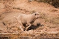 Sheep running over rocky area