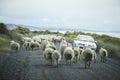 Sheep running on the road