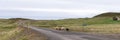 Sheep are running on the road Royalty Free Stock Photo