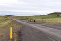 Sheep are running on the road Royalty Free Stock Photo