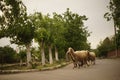 Sheep running on the street of a European village. Royalty Free Stock Photo