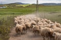 Sheep running towards their meadow Royalty Free Stock Photo