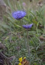 Sheep`s Bit Scabious Jasione montana, Kynance Cove, Cornwall, England