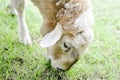 A sheep's eating some grass Royalty Free Stock Photo