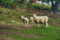 Sheep's family Royalty Free Stock Photo