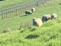 SheepÃ¢â¬â¢s group