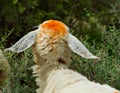 A sheep`s head from behind with pale yellow color on top