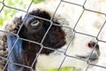 Sheep`s head with closed eyes.close up