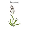 Sheep s sorrel rumex acetosella , or sour weed, medicinal plant