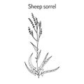 Sheep s sorrel rumex acetosella , or sour weed, medicinal plant