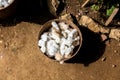 sheep's wool flakes in bucket Royalty Free Stock Photo