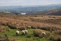 Sheep on Saddleworth Moor Royalty Free Stock Photo