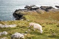 Sheep and Scenic View of Neist Point Royalty Free Stock Photo