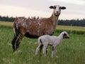 Kamerun Sheep