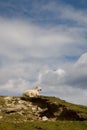 Sheep, Scotland Royalty Free Stock Photo