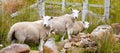 Sheep, Scotland Royalty Free Stock Photo